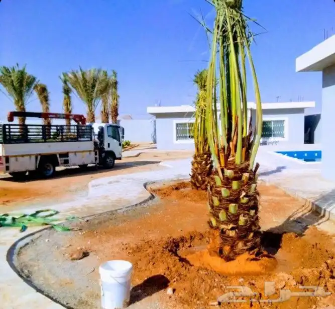 نخل مثمر نقايل جثايث اخلاص سكري برحي صقعي شيشي واشنطني 5