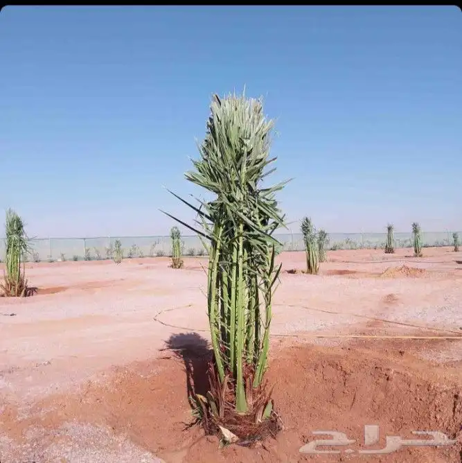 نخل مثمر نقايل جثايث اخلاص سكري برحي صقعي شيشي واشنطني 3