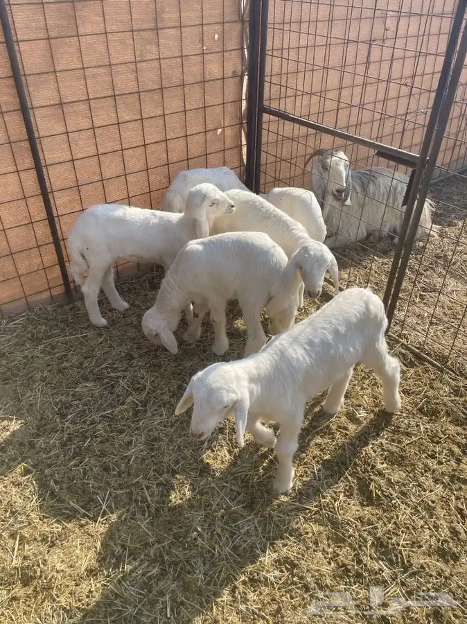 دواغير حريات 1