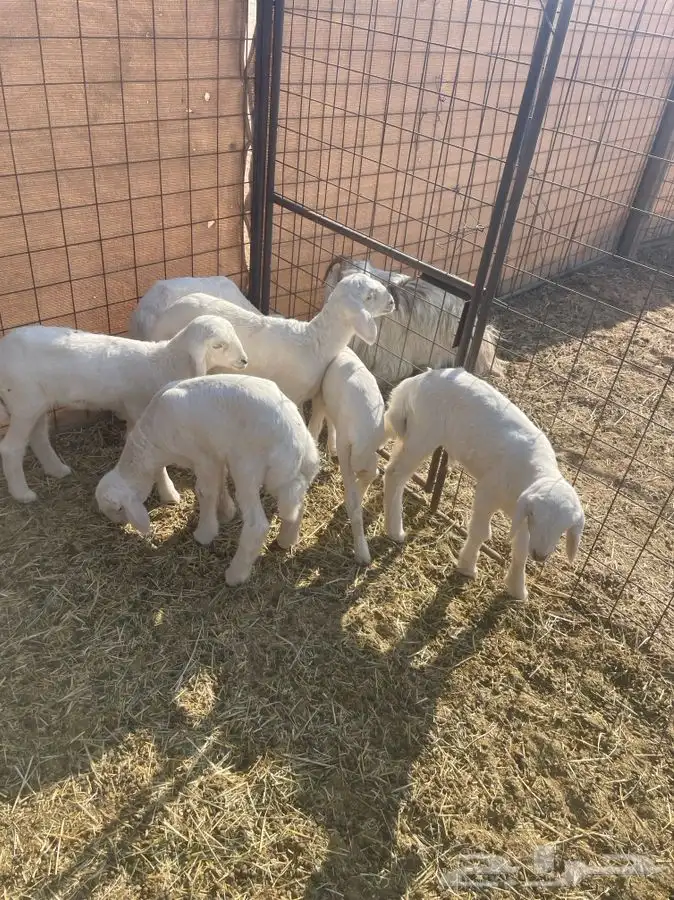 دواغير حريات 0