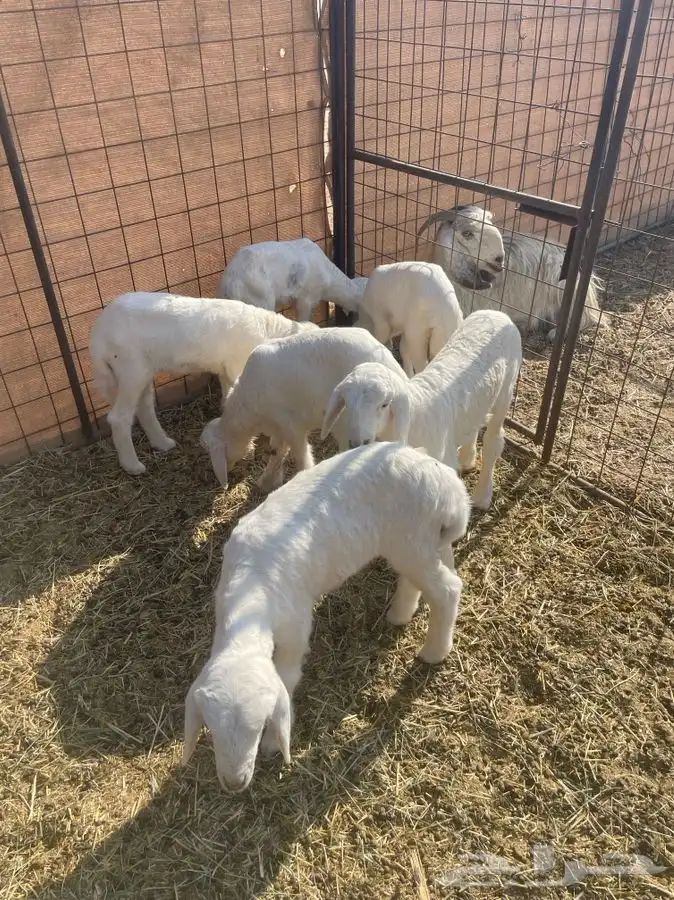 دواغير حريات 2