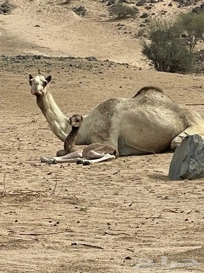 ناقه للبيع شكل وسلاله 1