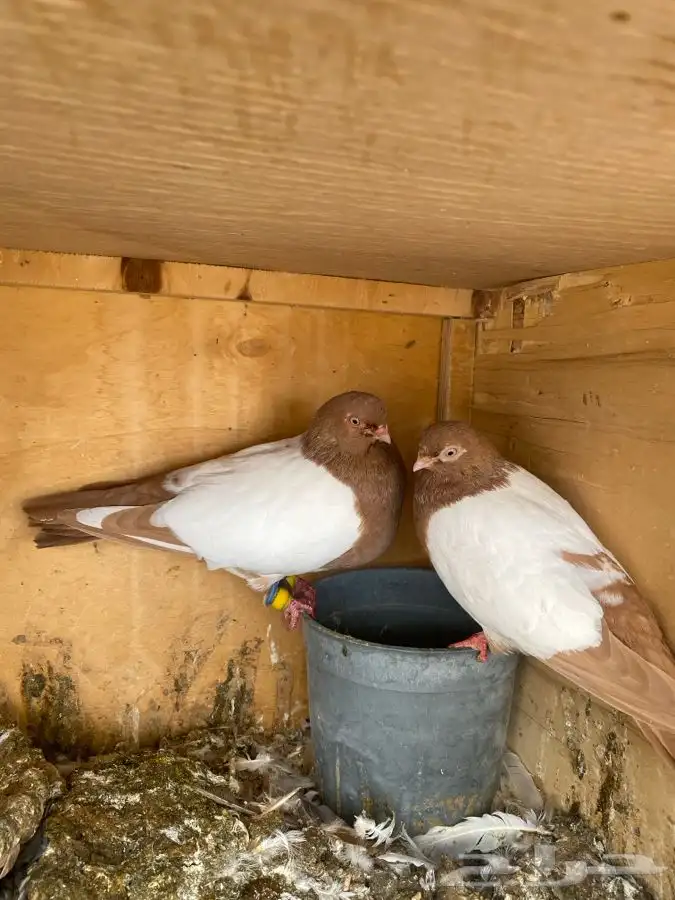 زوج شامي بإنتاجك 0