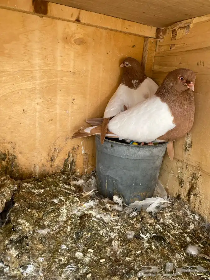 زوج شامي بإنتاجك 3