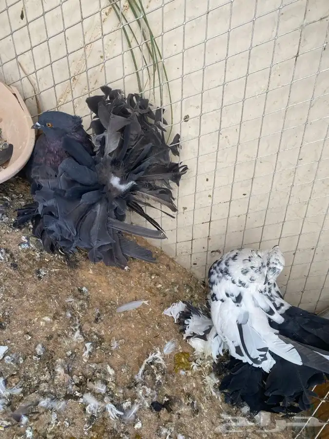 زوج رقاص هندي 1