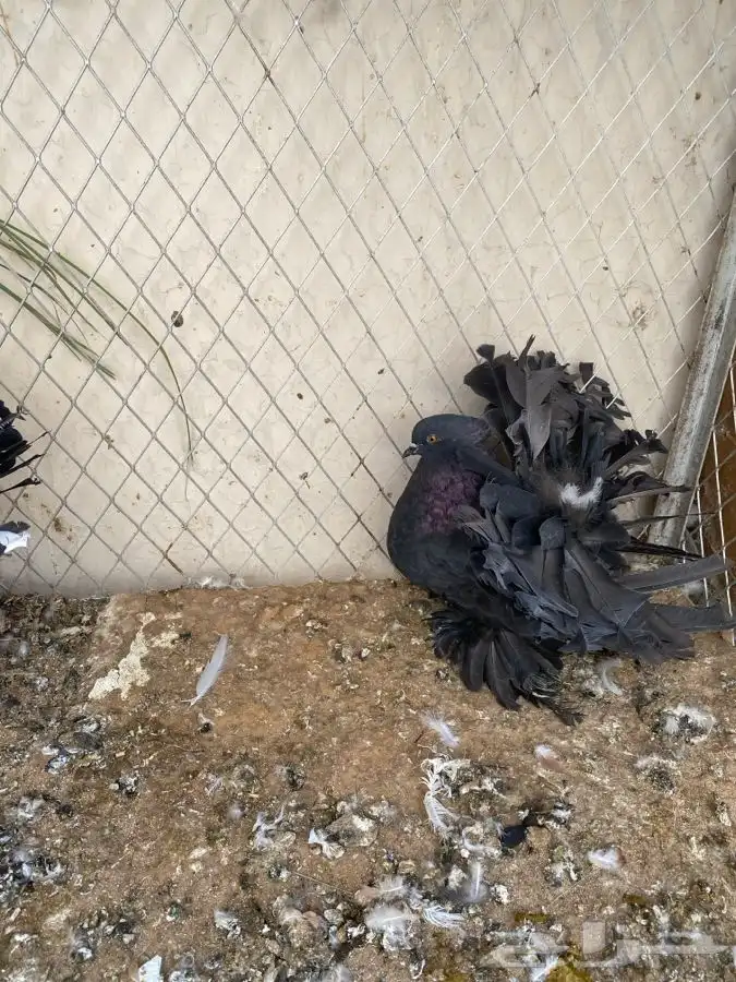 زوج رقاص هندي 2