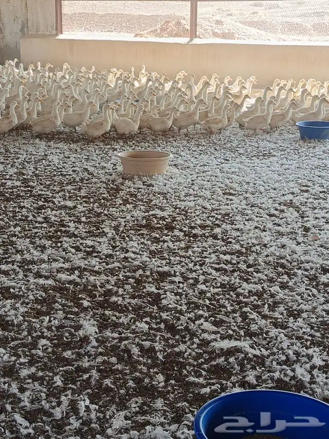 بط بكيني بياض 500 جوز 0