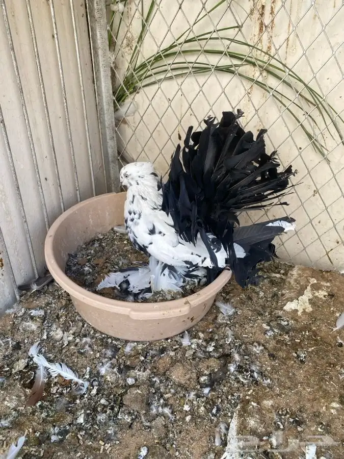 زوج رقاص هندي 0