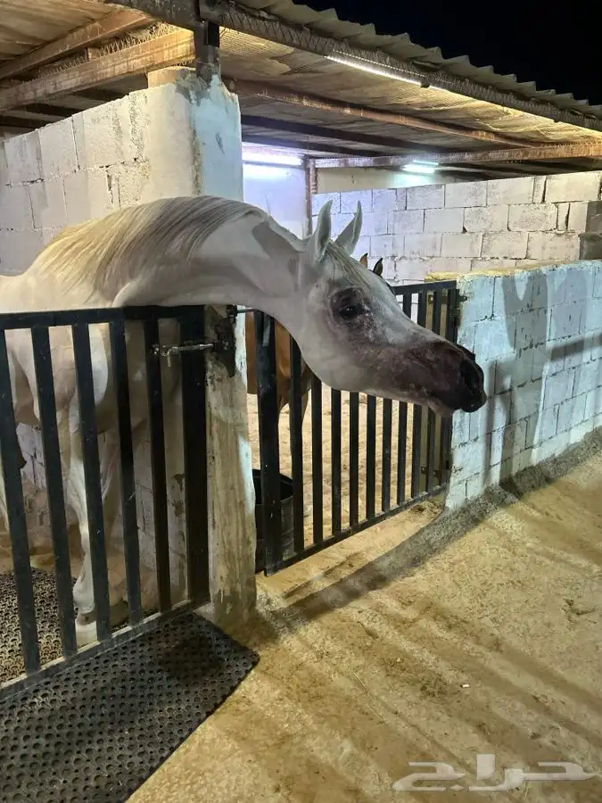 أتاحت فحل للتشبيه لوجه الله تعالى 0