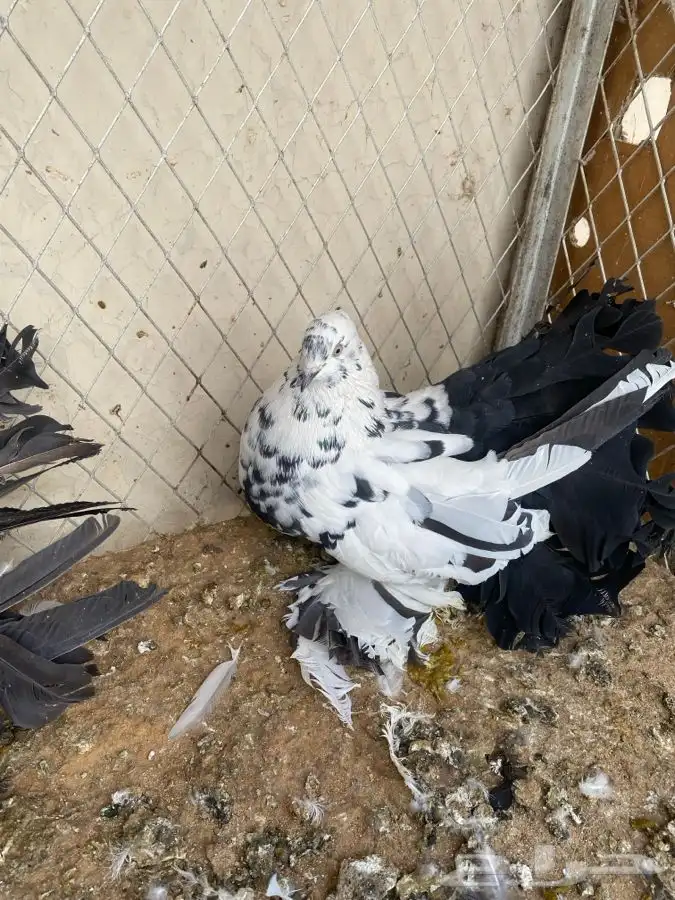 زوج رقاص هندي 3