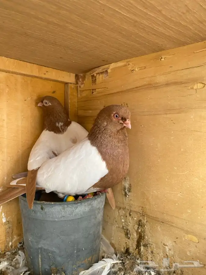 زوج شامي بإنتاجك 2