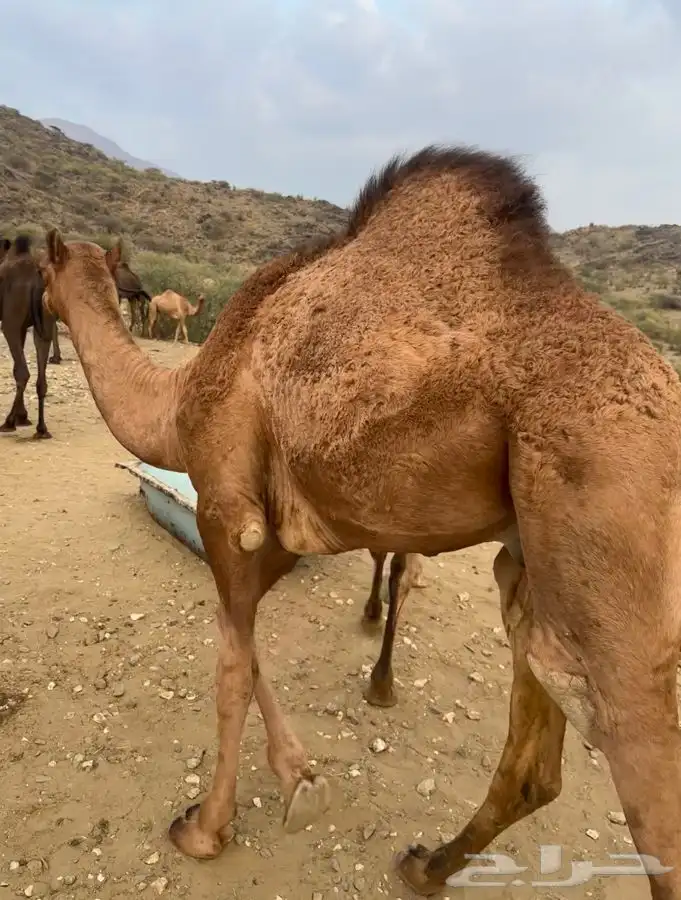 قعدان مفاريد بريه 3