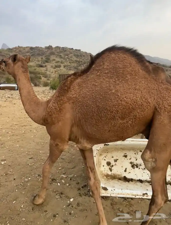 قعدان مفاريد بريه 1