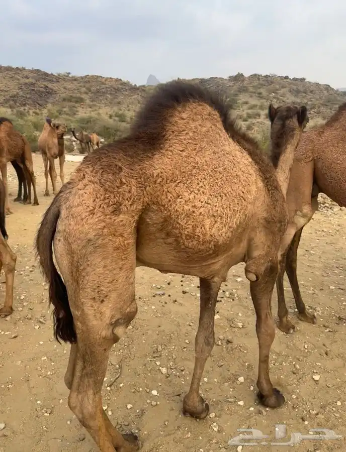 قعدان مفاريد بريه 2