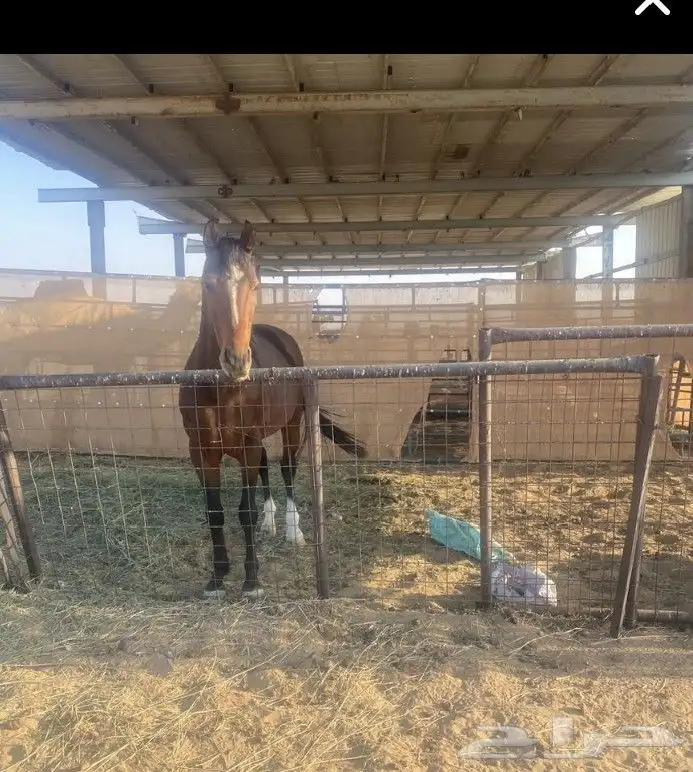 حصان حار انجليزي 0