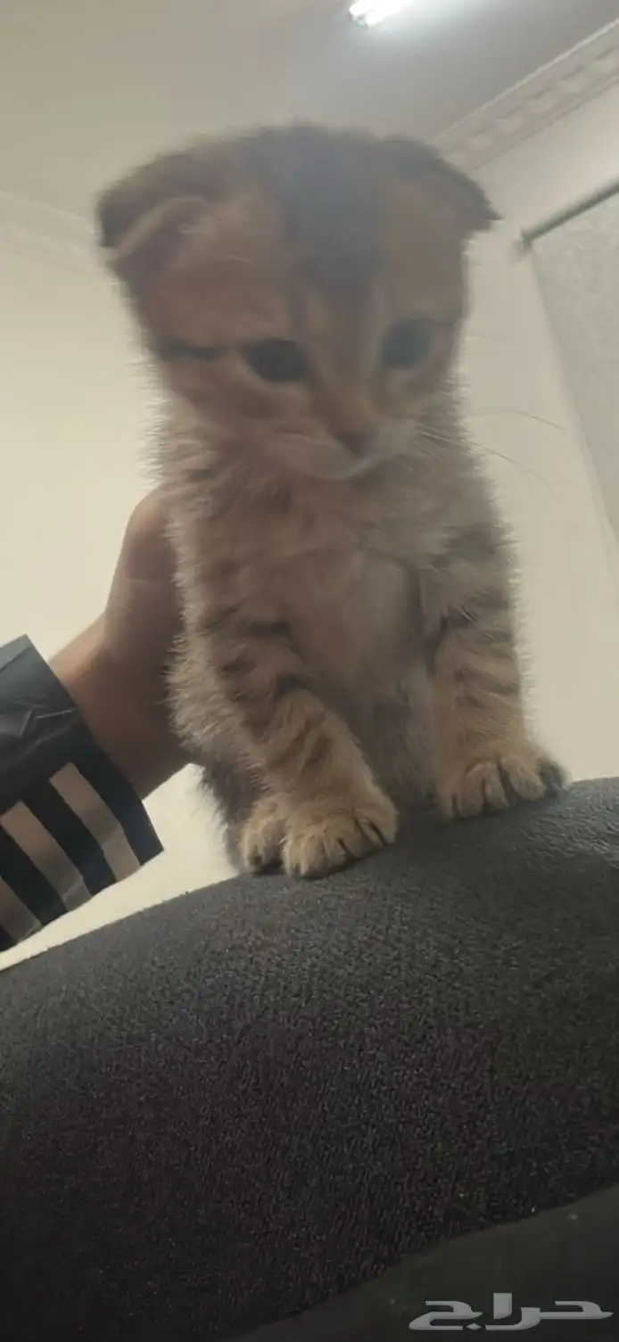 قطه سكوتش هجين 3