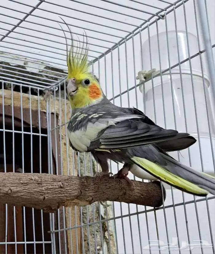 ذكر كروان فراشة أسبليت لاتينو 0