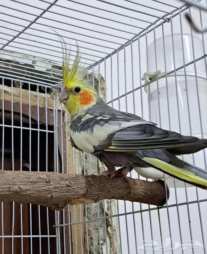 ذكر كروان فراشة أسبليت لاتينو 2