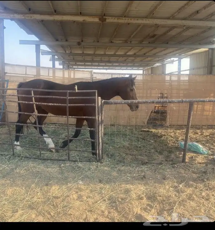 حصان حار انجليزي 2