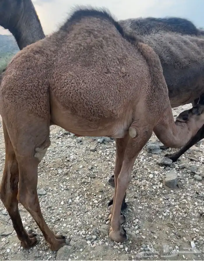 قعدان مفاريد بريه 0