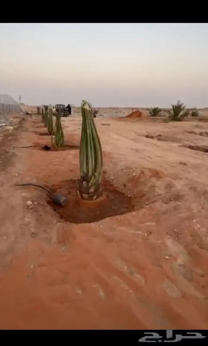 يوجد لدينا جميع انواع النخيل العربي والواشنطن بكل المقسات 9