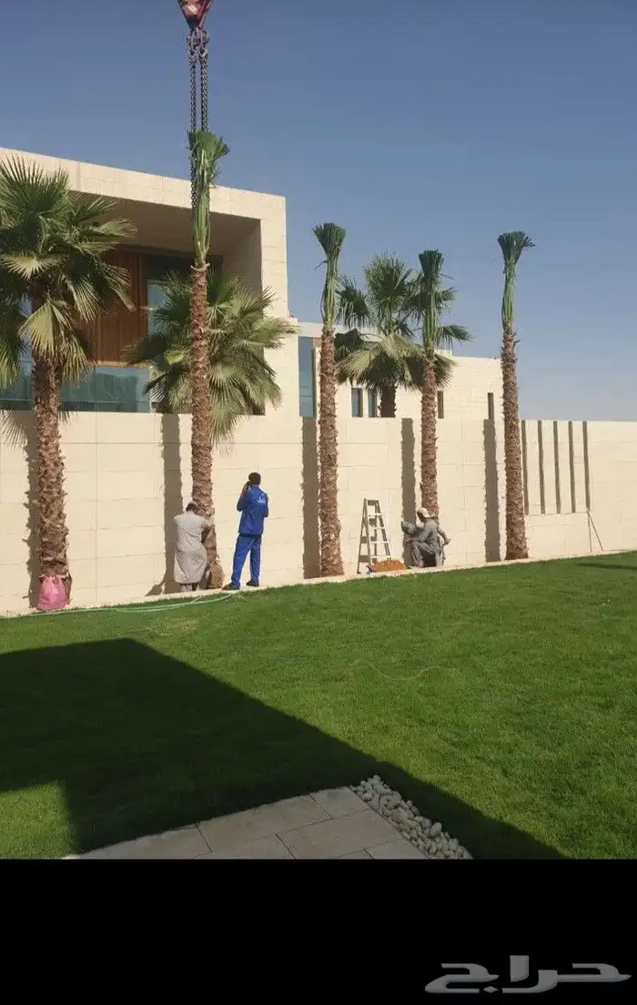 نخيل وشنطنيا امربكي زينه 1