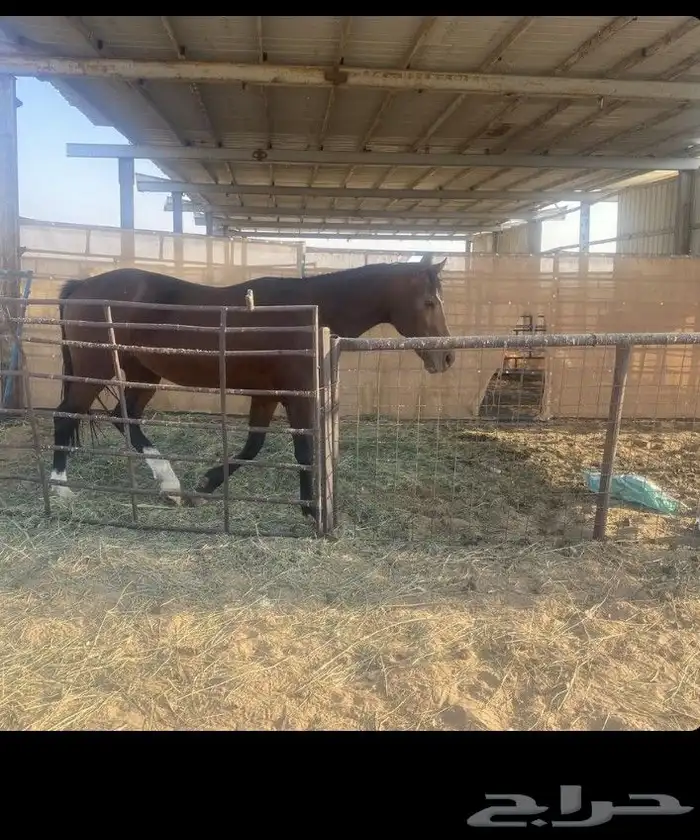 حصان حار انجليزي 4