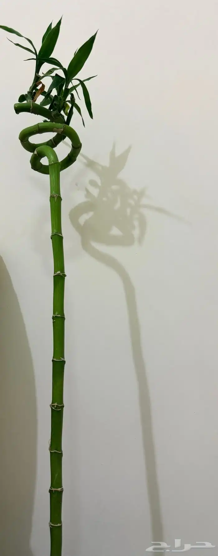 حوض سمك للبيع 3