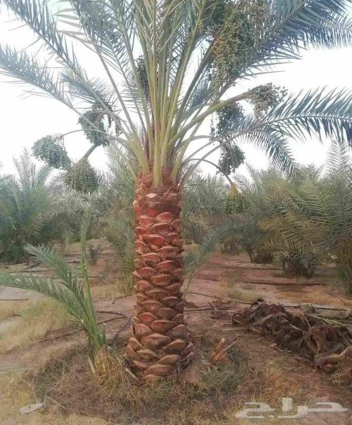 نخل للبيع مثمر خلاص سكري شيشي هلالي مجدول برحي ونانه رشودي 5