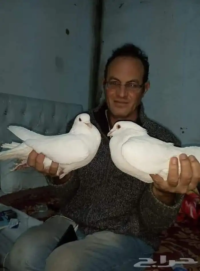 إدارة مشاريع الحمام فرز الحمام نجاح مشروع تربية الحمام تربي 1