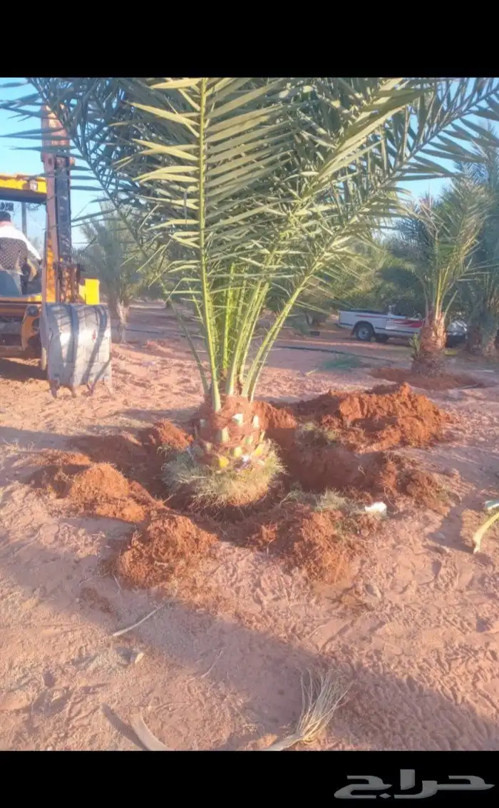 يوجد لدينا جميع انواع النخيل العربي والواشنطن بكل المقسات 8