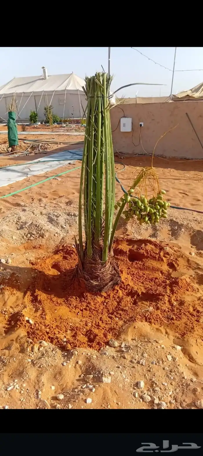 يوجد عمال لجميع ماي خص انخيل من تكريب وتحويض وقلع وغرس 2