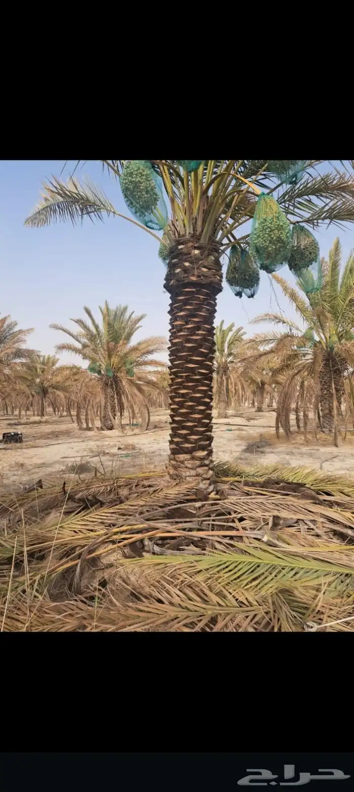 يوجد عمال لجميع ماي خص انخيل من تكريب وتحويض وقلع وغرس 0