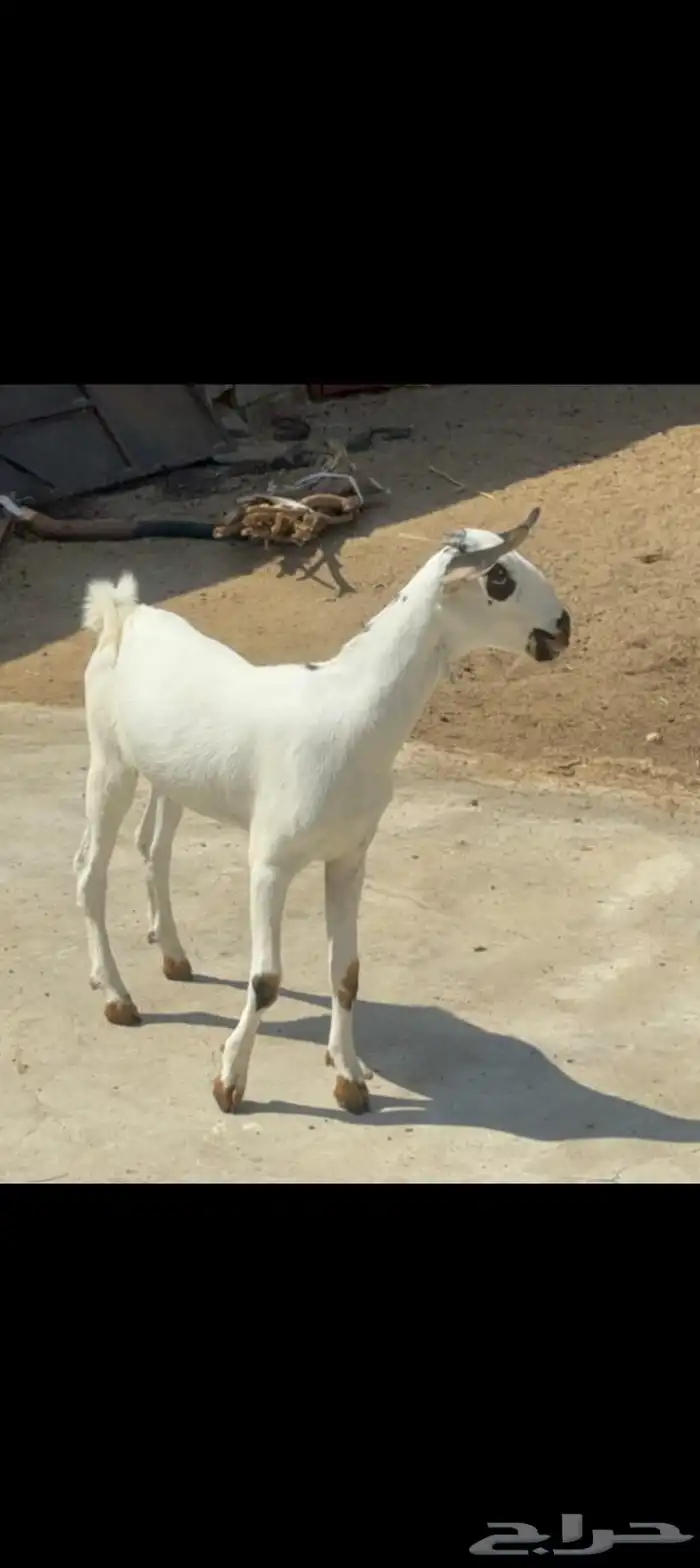 جفره بيشيه فاخره 1