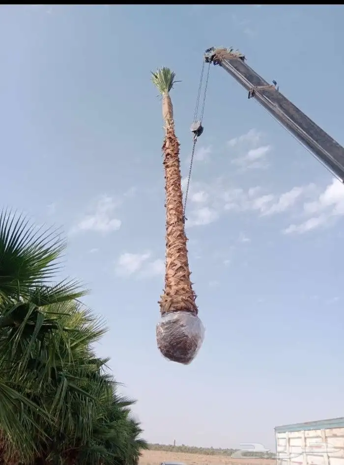 نخيل وشنطنيا امربكي زينه 0