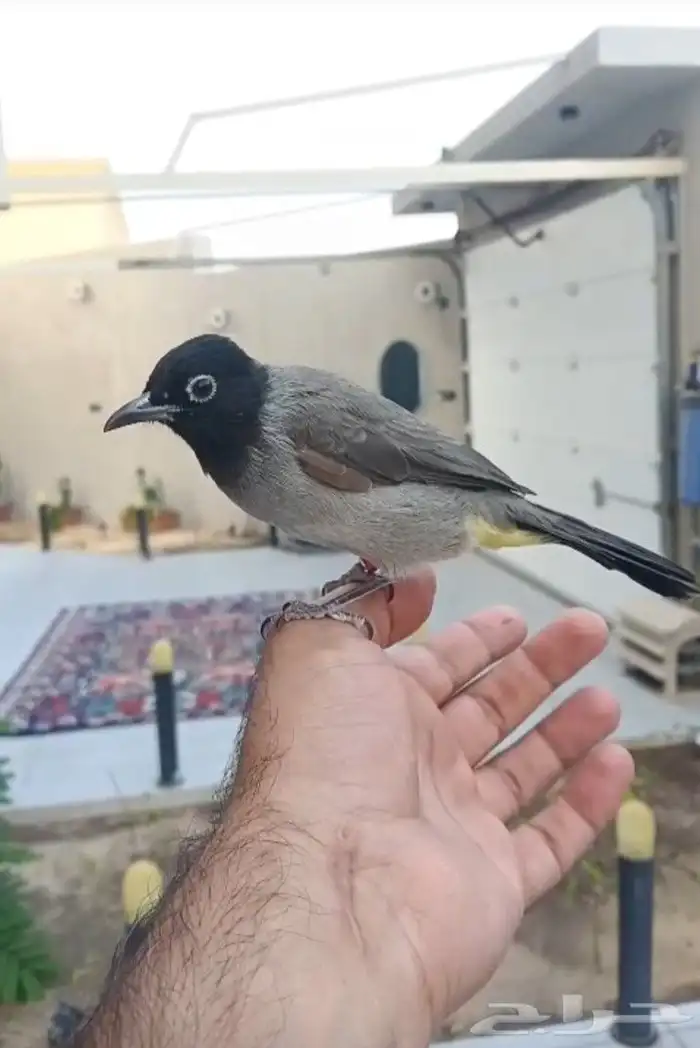 بلبول سوري تربيه وهدد وهادي حده 0