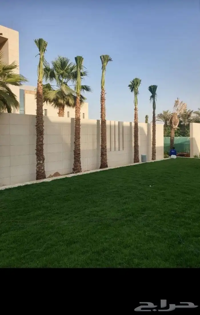 نخيل وشنطنيا امربكي زينه 2