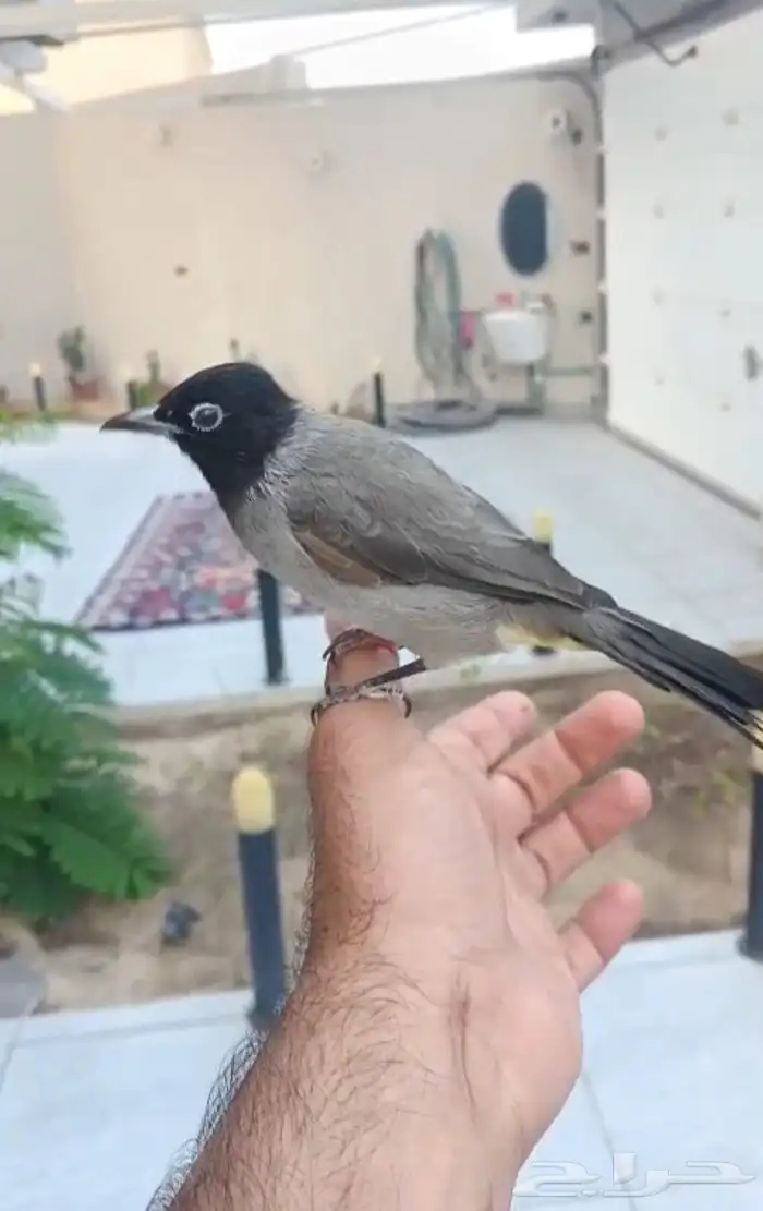 بلبول سوري تربيه وهدد وهادي حده 2