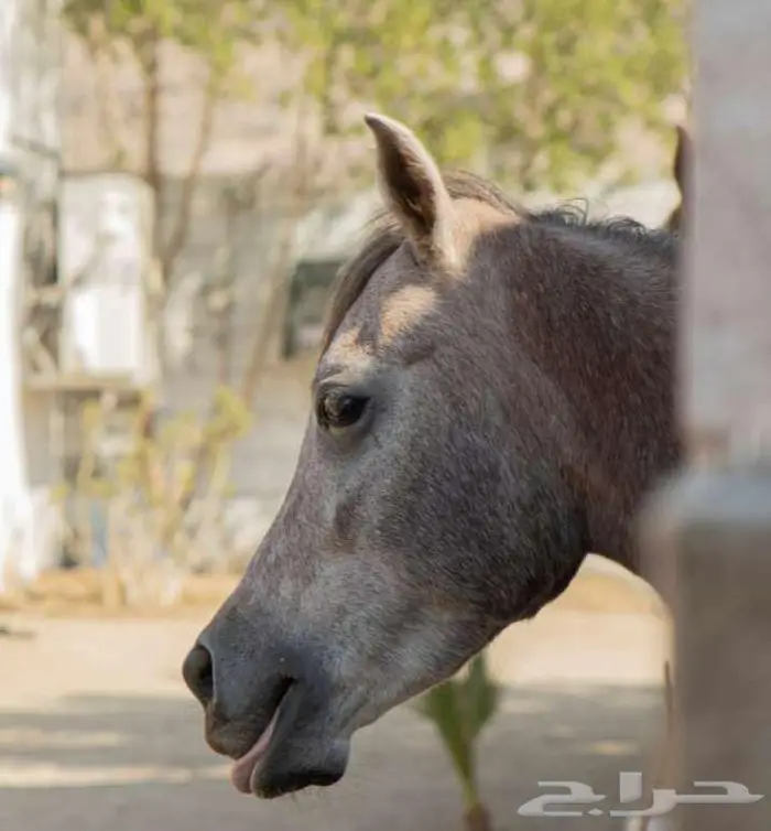 مهره شعبيه 0