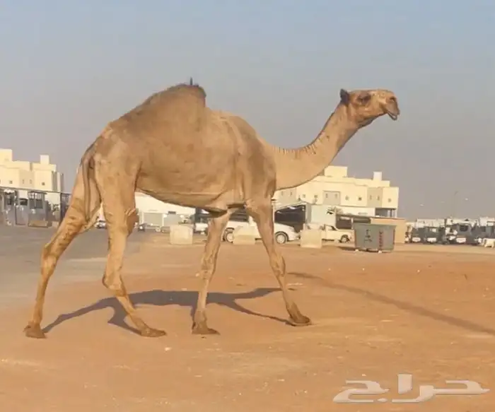 صفرا مزاين 3