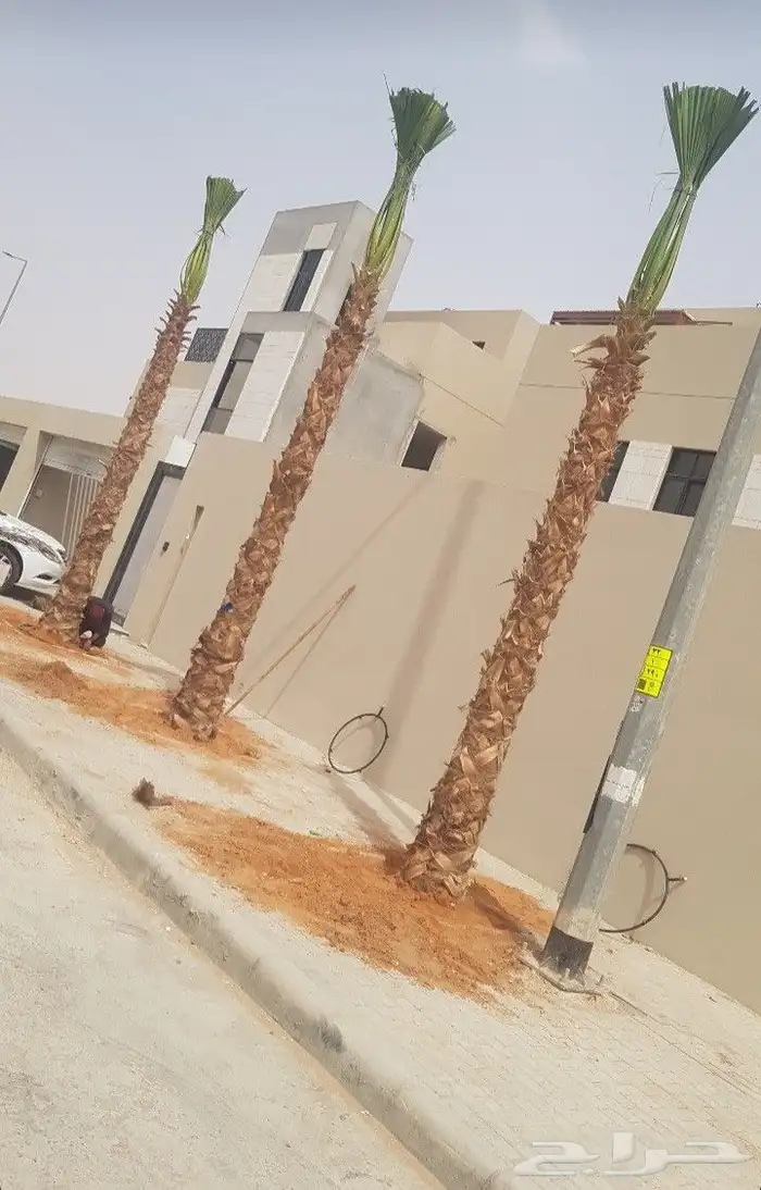 نخيل وشنطنيا امربكي زينه 3