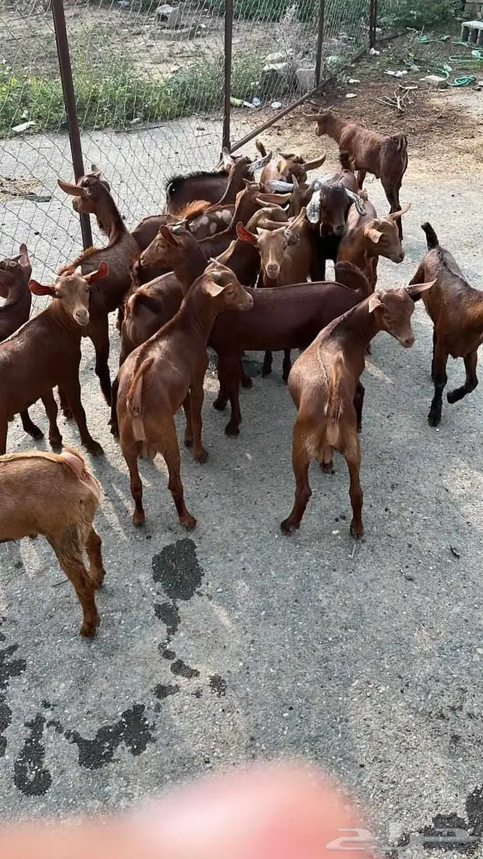 تيوس دهم كله ذكور (تم البيع) 4