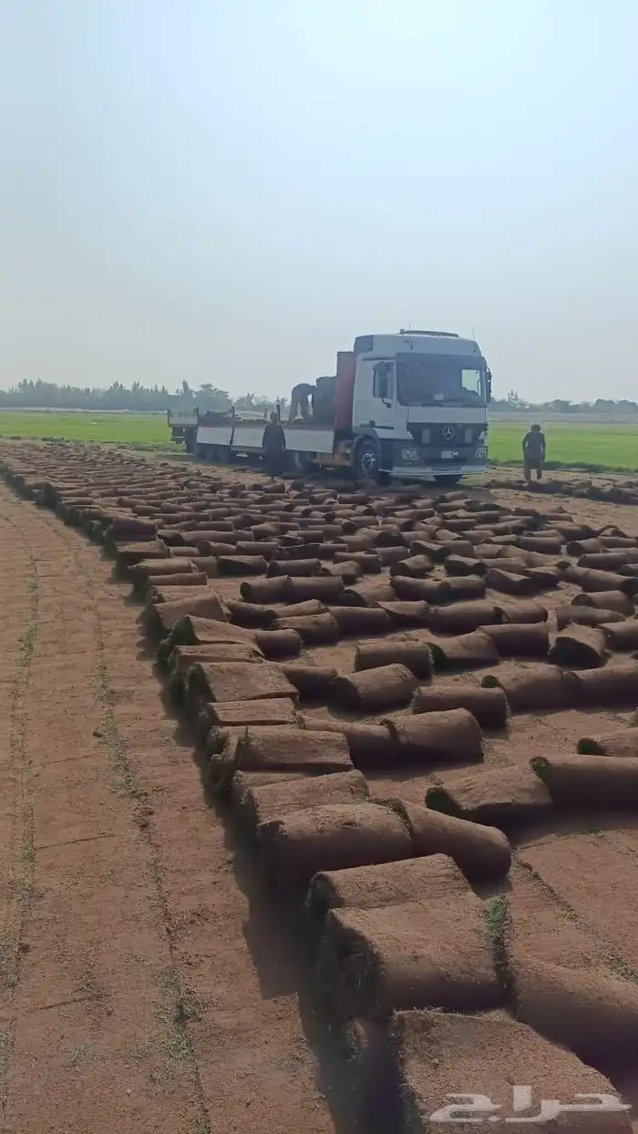 نجيل طبيعي 0