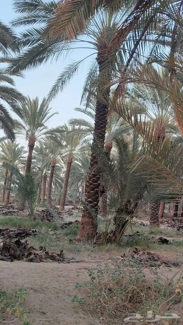 مشتل بيع الزهور والشتلات الزراعيه بجميع انواعها مع الصيانه ا 0