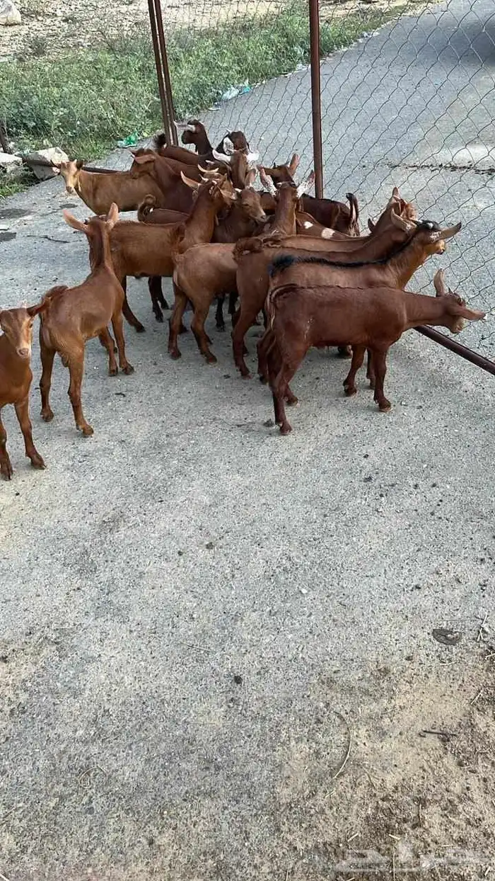 تيوس دهم كله ذكور (تم البيع) 0