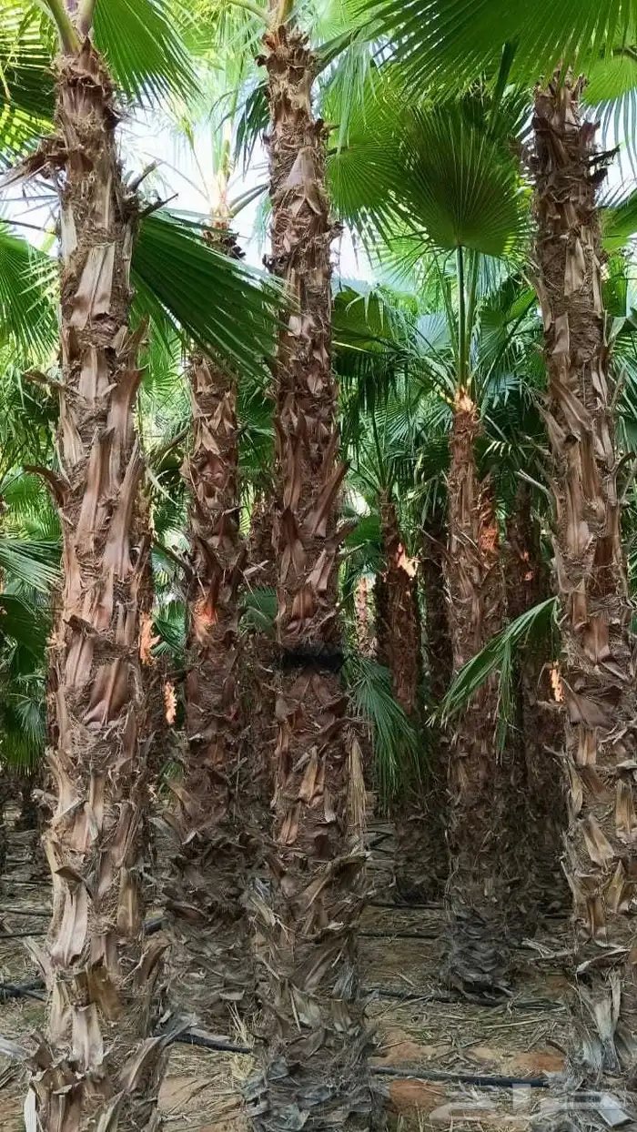 نخل واشنطني زينه رقم واحد توريد وتركيب 2