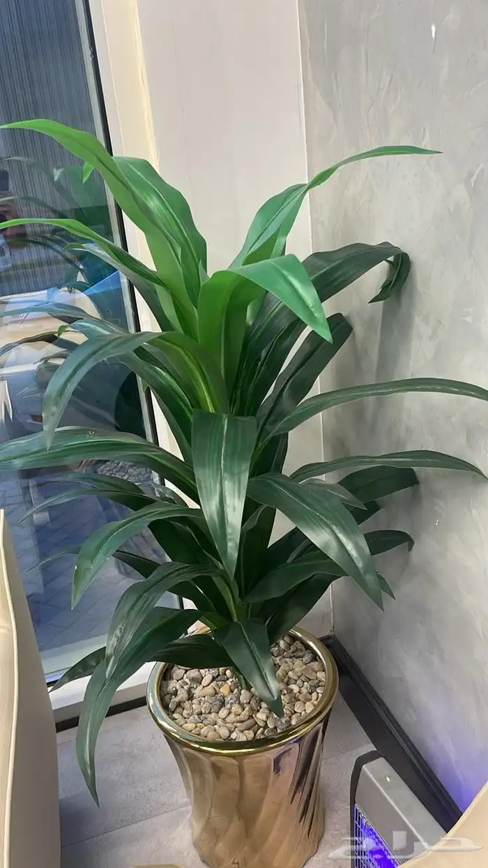 صالون رجالي للتأجير 48