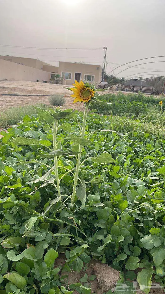 عرض متميز  مزرعة سكنية واستثمارية في قرية العليا 6