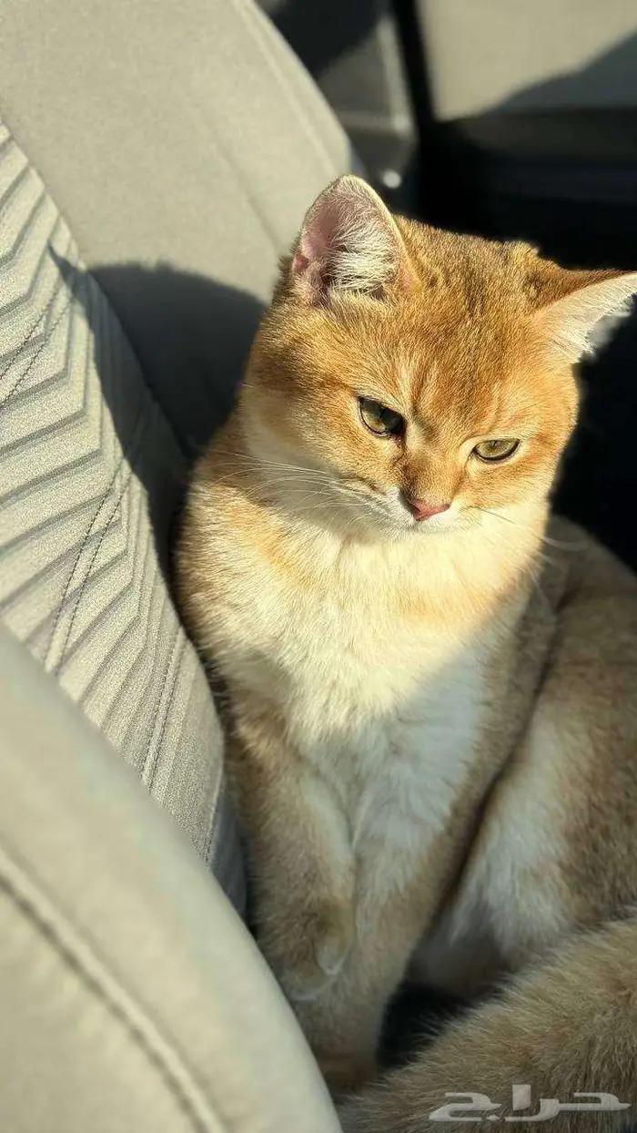 للبيع قط سكوتش ستريت وكيتن تربل فولد 7