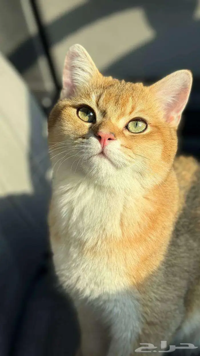 للبيع قط سكوتش ستريت وكيتن تربل فولد 1